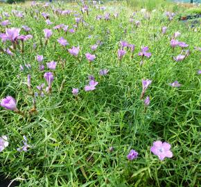 Hvozdík sibiřský - Dianthus amurensis