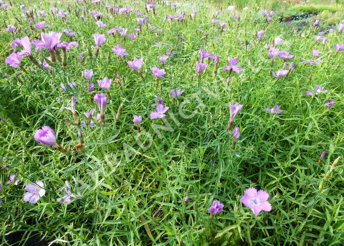 Hvozdík sibiřský - Dianthus amurensis