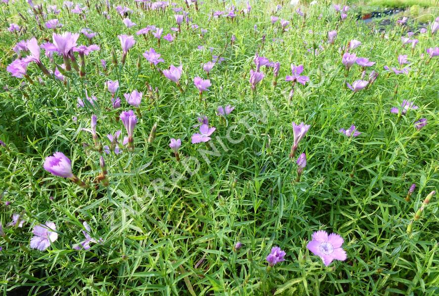 Hvozdík sibiřský - Dianthus amurensis