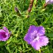 Hvozdík sibiřský - Dianthus amurensis