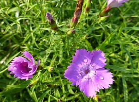 Hvozdík sibiřský - Dianthus amurensis
