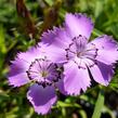 Hvozdík sibiřský - Dianthus amurensis