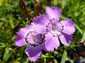 Hvozdík sibiřský - Dianthus amurensis