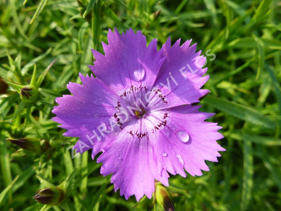 Hvozdík sibiřský - Dianthus amurensis