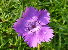 Hvozdík sibiřský - Dianthus amurensis