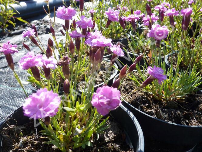 Hvozdík sivý 'Pink Jewel' - Dianthus gratianopolitanus 'Pink Jewel'