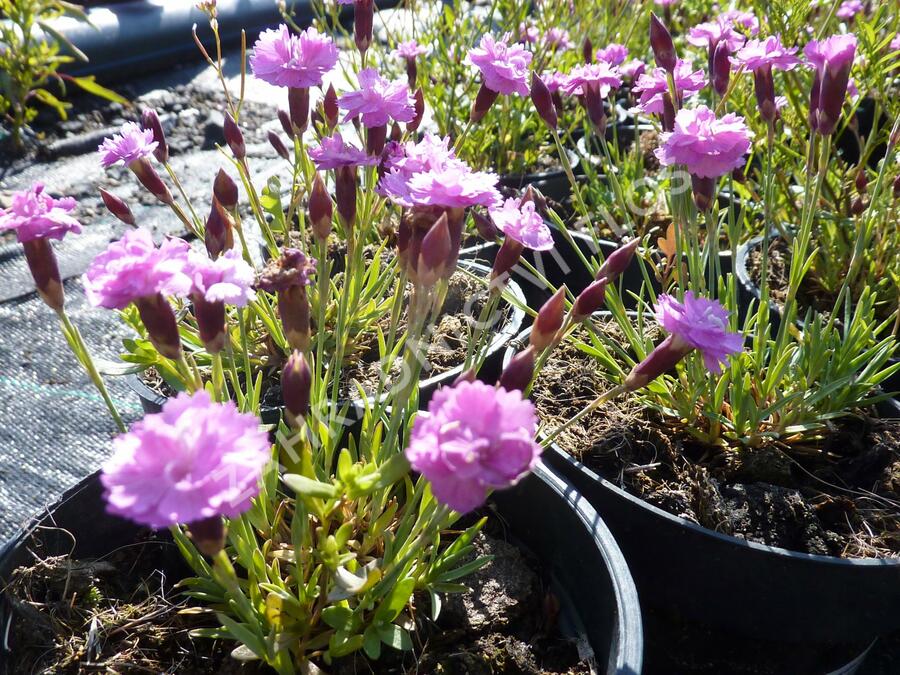 Hvozdík sivý 'Pink Jewel' - Dianthus gratianopolitanus 'Pink Jewel'