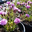 Hvozdík sivý 'Pink Jewel' - Dianthus gratianopolitanus 'Pink Jewel'