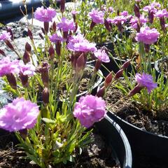 Hvozdík sivý 'Pink Jewel' - Dianthus gratianopolitanus 'Pink Jewel'