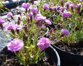 Hvozdík sivý 'Pink Jewel'