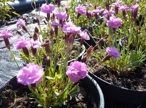 Hvozdík sivý 'Pink Jewel' - Dianthus gratianopolitanus 'Pink Jewel'