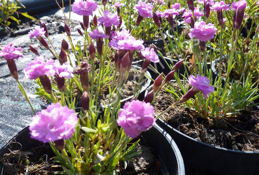 Hvozdík sivý 'Pink Jewel' - Dianthus gratianopolitanus 'Pink Jewel'