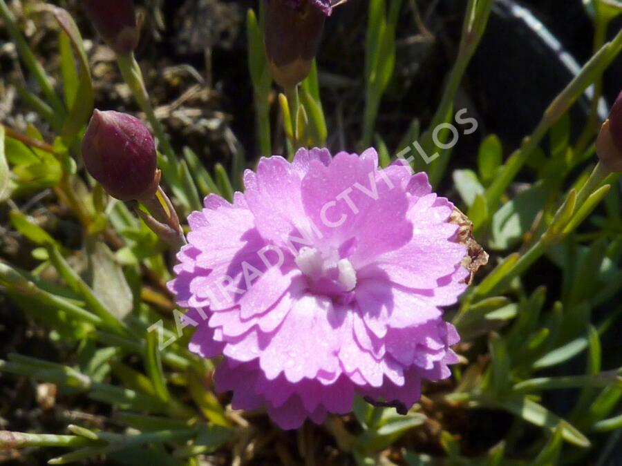 Hvozdík sivý 'Pink Jewel' - Dianthus gratianopolitanus 'Pink Jewel'