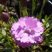 Hvozdík sivý 'Pink Jewel' - Dianthus gratianopolitanus 'Pink Jewel'