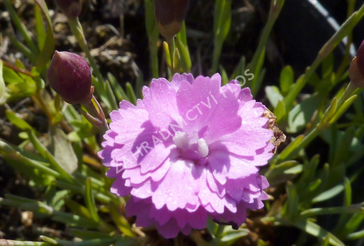 Hvozdík sivý 'Pink Jewel' - Dianthus gratianopolitanus 'Pink Jewel'