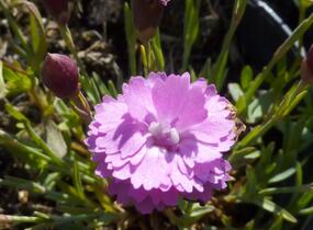 Hvozdík sivý 'Pink Jewel' - Dianthus gratianopolitanus 'Pink Jewel'