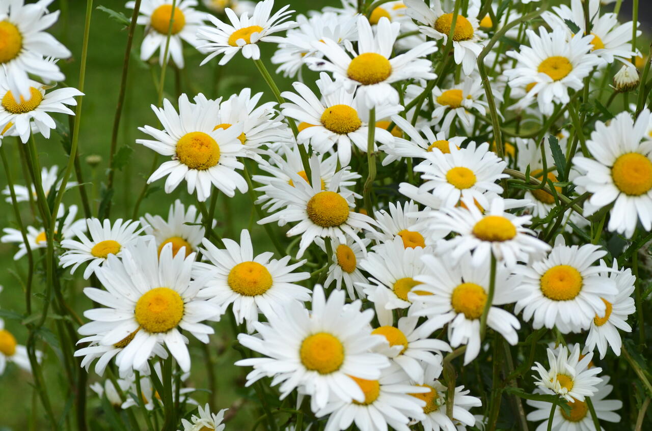 Kopretina bílá 'Maikönigin' - Leucanthemum vulgare 'Maikönigin' | Zahradnictví FLOS