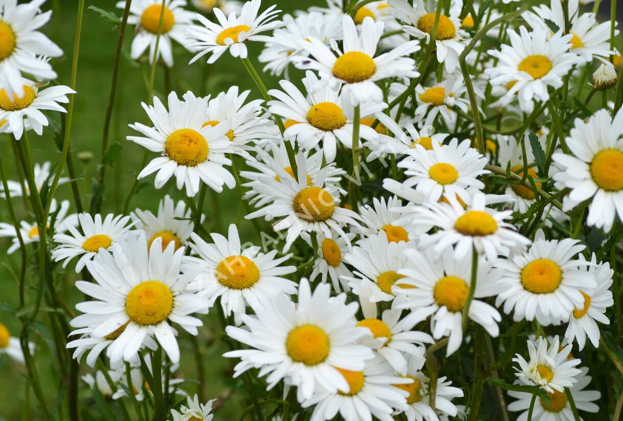 Kopretina bílá 'Maikönigin' - Leucanthemum vulgare 'Maikönigin'
