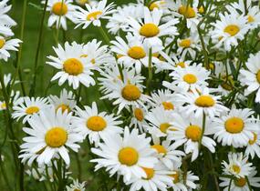Kopretina bílá 'Maikönigin' - Leucanthemum vulgare 'Maikönigin'