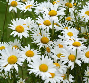 Kopretina bílá 'Maikönigin' - Leucanthemum vulgare 'Maikönigin'