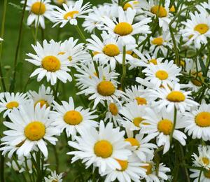 Kopretina bílá 'Maikönigin' - Leucanthemum vulgare 'Maikönigin'