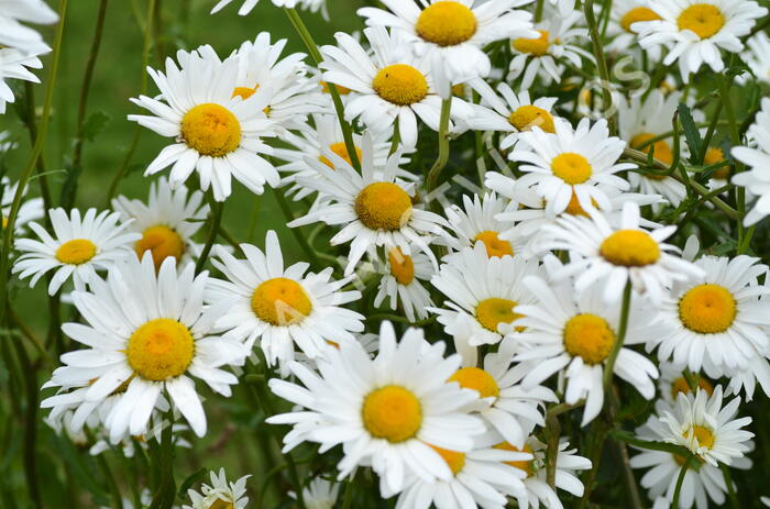 Kopretina bílá 'Maikönigin' - Leucanthemum vulgare 'Maikönigin'