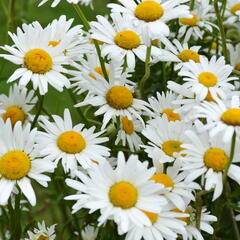 Kopretina bílá 'Maikönigin' - Leucanthemum vulgare 'Maikönigin'