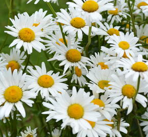 Kopretina bílá 'Maikönigin' - Leucanthemum vulgare 'Maikönigin'