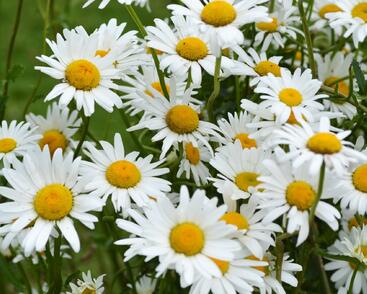 Kopretina bílá 'Maikönigin'