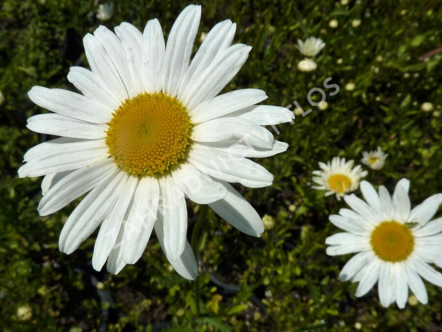 Kopretina bílá 'Maikönigin' - Leucanthemum vulgare 'Maikönigin'