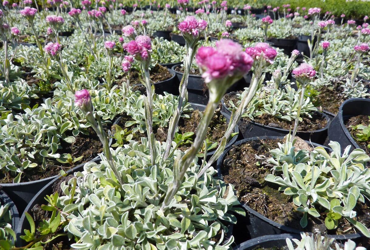 Kociánek dvoudomý - Antennaria dioica