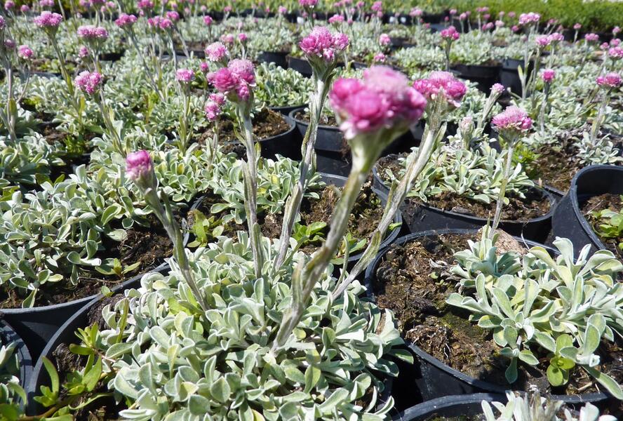 Kociánek dvoudomý - Antennaria dioica