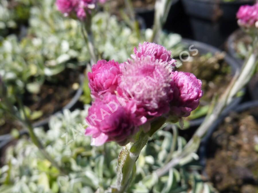 Kociánek dvoudomý - Antennaria dioica
