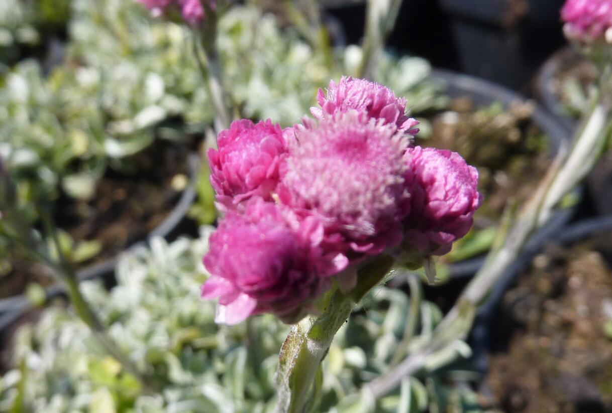 Kociánek dvoudomý - Antennaria dioica