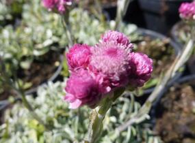 Kociánek dvoudomý - Antennaria dioica