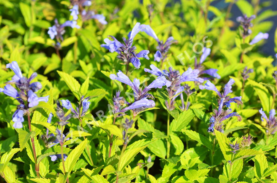 Šanta 'Blue Dreams' - Nepeta subsessilis 'Blue Dreams'