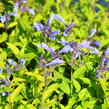 Šanta 'Blue Dreams' - Nepeta subsessilis 'Blue Dreams'