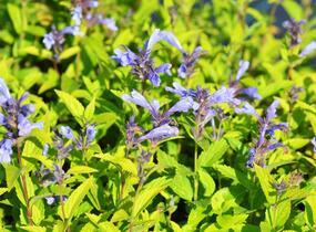 Šanta 'Blue Dreams' - Nepeta subsessilis 'Blue Dreams'
