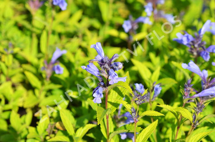 Šanta 'Blue Dreams' - Nepeta subsessilis 'Blue Dreams'