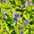 Šanta 'Blue Dreams' - Nepeta subsessilis 'Blue Dreams'