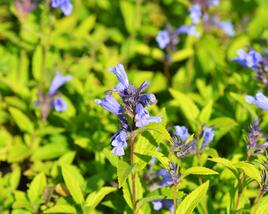 Šanta 'Blue Dreams'
