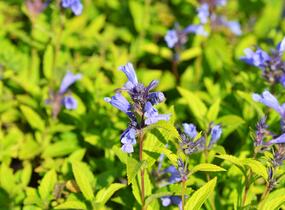 Šanta 'Blue Dreams' - Nepeta subsessilis 'Blue Dreams'