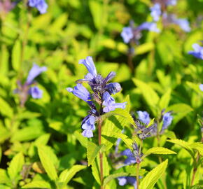 Šanta 'Blue Dreams' - Nepeta subsessilis 'Blue Dreams'