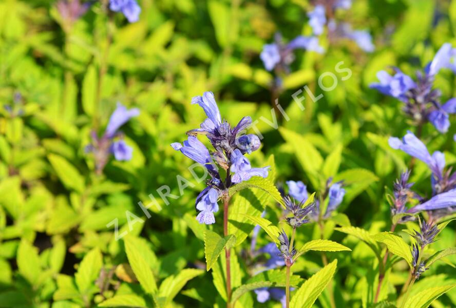Šanta 'Blue Dreams' - Nepeta subsessilis 'Blue Dreams'