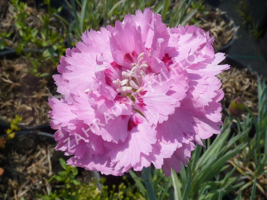 Hvozdík péřitý 'Maggie' - Dianthus plumarius 'Maggie'