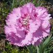 Hvozdík péřitý 'Maggie' - Dianthus plumarius 'Maggie'