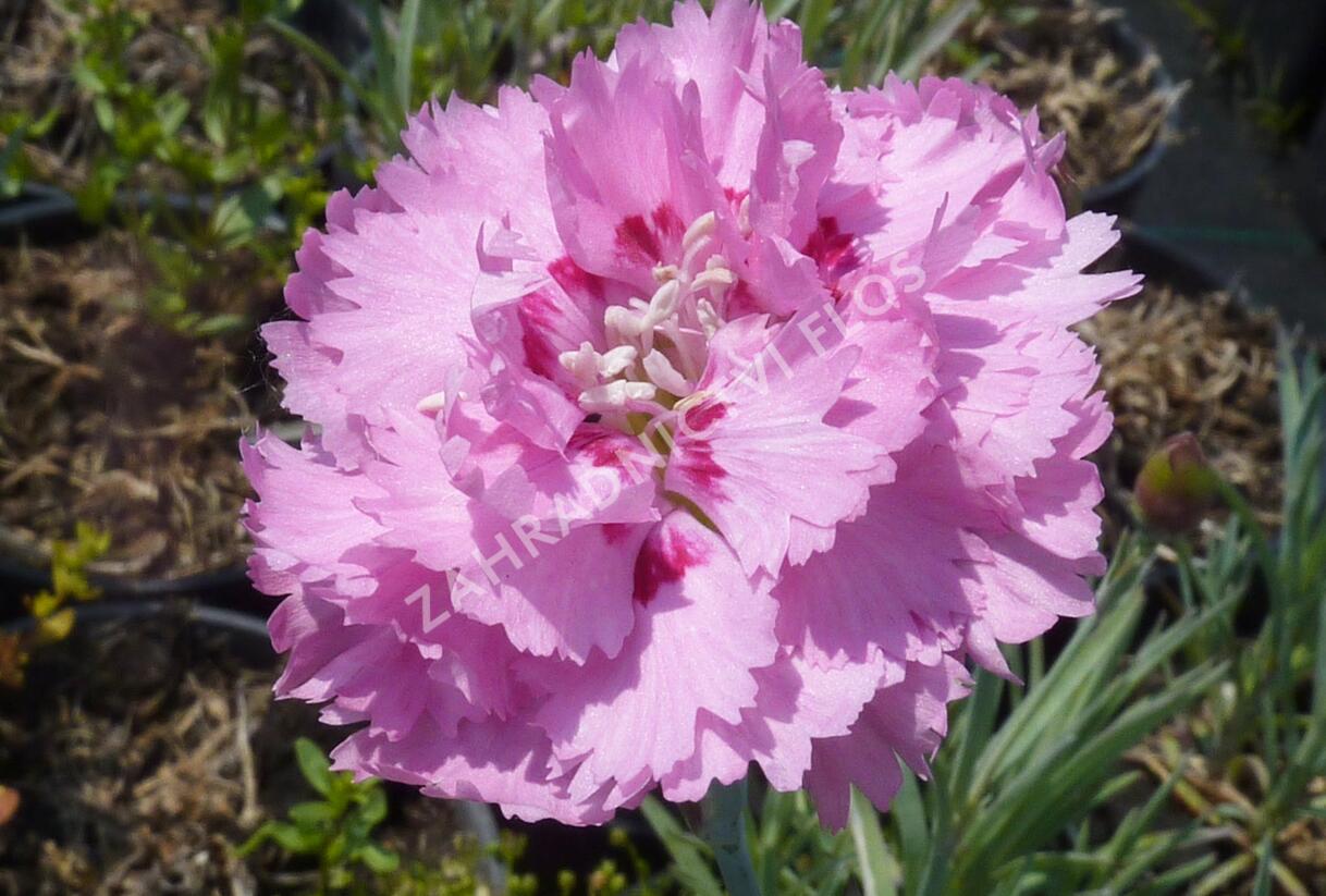 Hvozdík péřitý 'Maggie' - Dianthus plumarius 'Maggie'