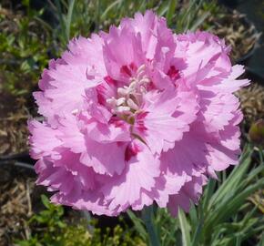 Hvozdík péřitý 'Maggie' - Dianthus plumarius 'Maggie'