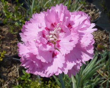 Hvozdík péřitý 'Maggie'