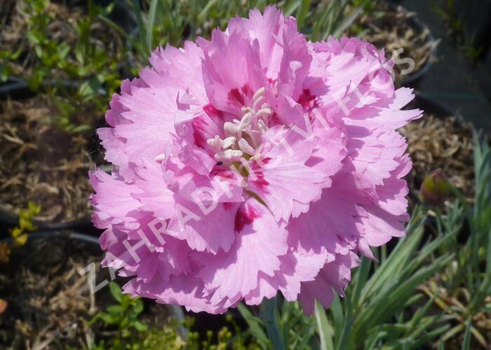 Hvozdík péřitý 'Maggie' - Dianthus plumarius 'Maggie'